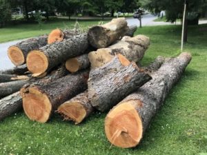 Tree removal and firewood